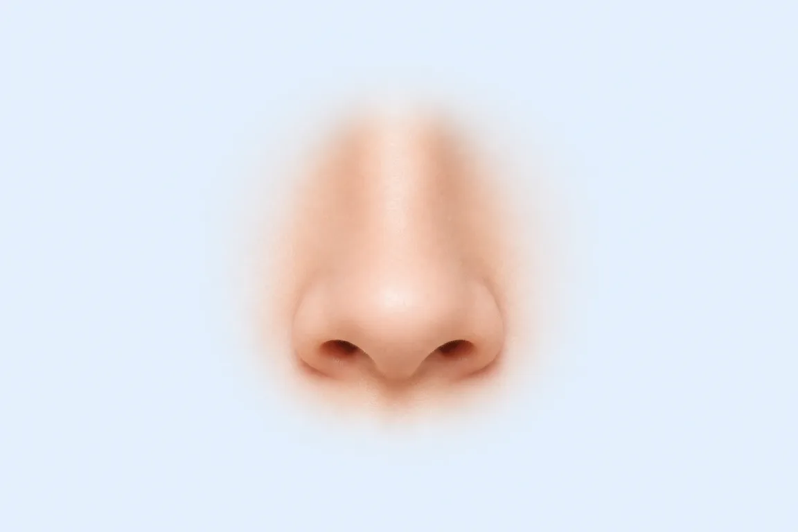 Balanced Proportion nose shape reference