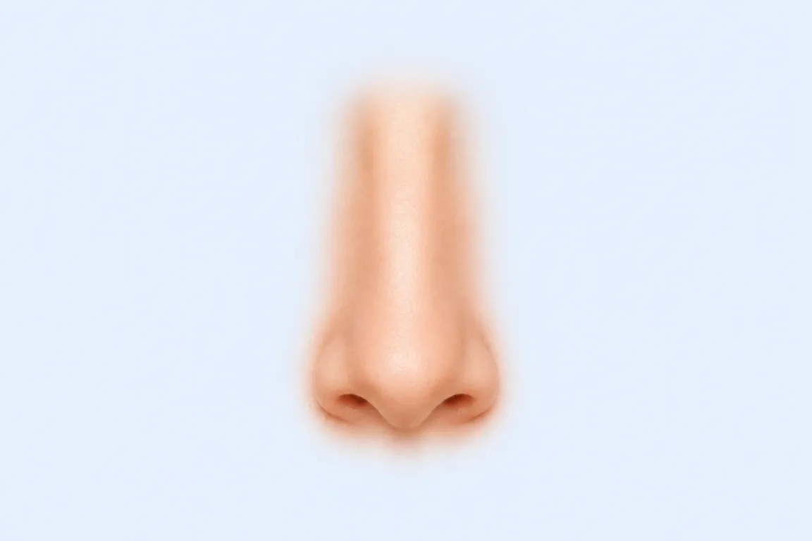 Long nose shape reference