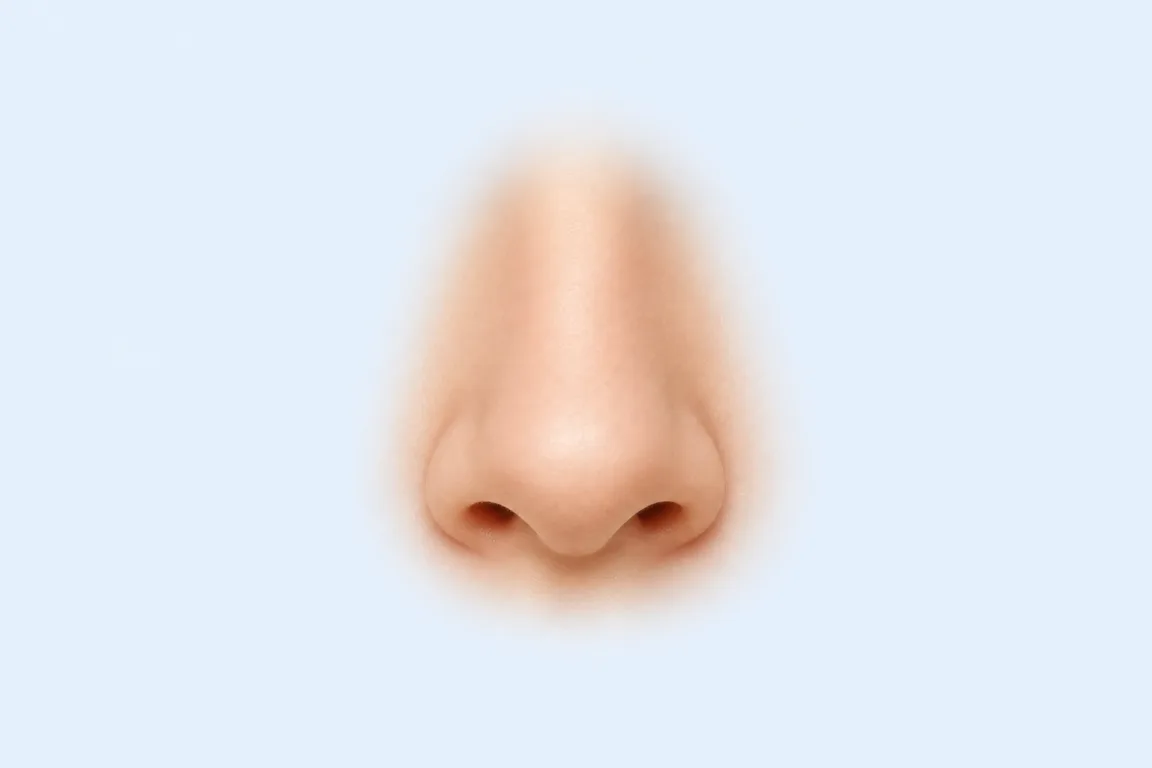 Rounded Tip nose shape reference