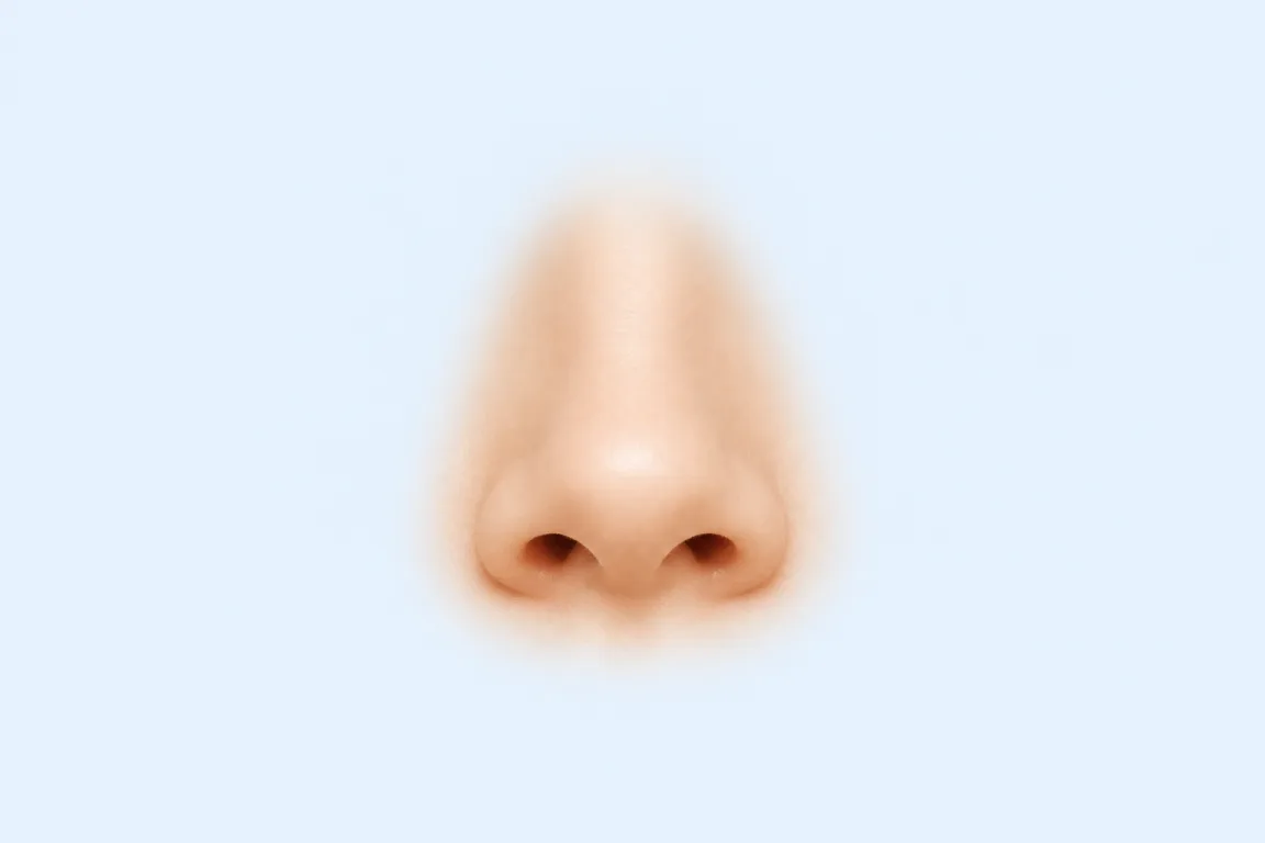 Upturned nose shape reference
